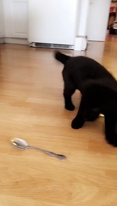 Puppy Dog Doesn't Like Spoon