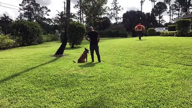 A Belgian Malinois Family Protection Dogs for sale Fine Line Family K9