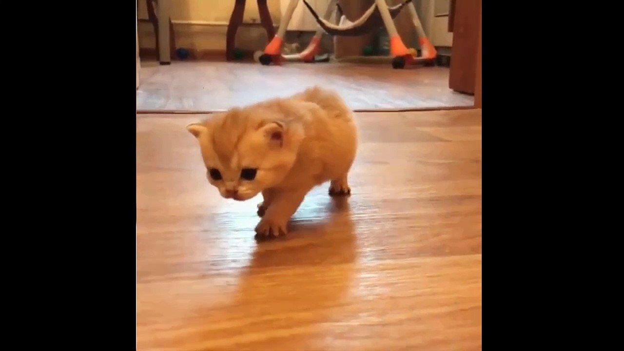 Cute Kitten Taking Her First Steps