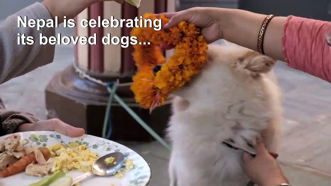 Dogs are celebrated in Nepal during Tihar festival