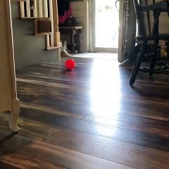 Le handicap n'est pas un obstacle, en voici la preuve avec cet adorable chat !