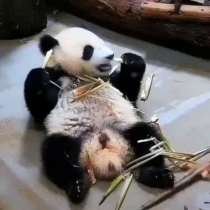 Surpris, la réaction de ce panda vaut de l'or. Un spectacle adorable !