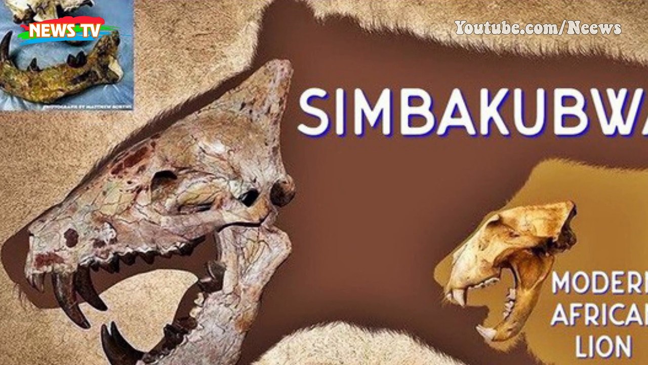 Loài động vật có vú ăn thịt lớn nhất trên đất liền, được mệnh danh là "máy xay thịt di động"