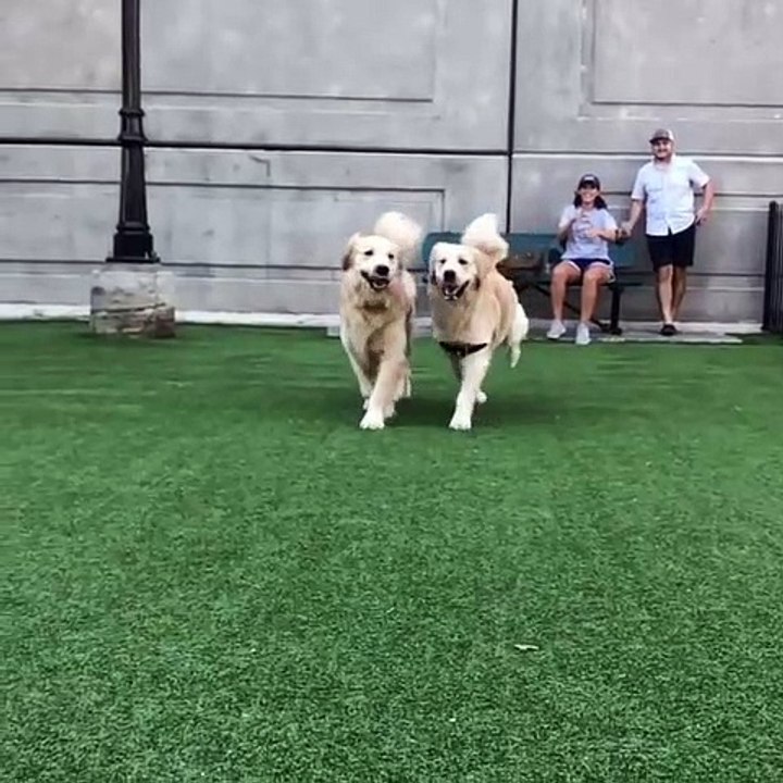 La folle amitié entre ces deux chiens apaise la toile