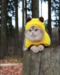 Mignonnissime ! Le costume de ce matou lui donne un air très adorable et une véritable douceur.