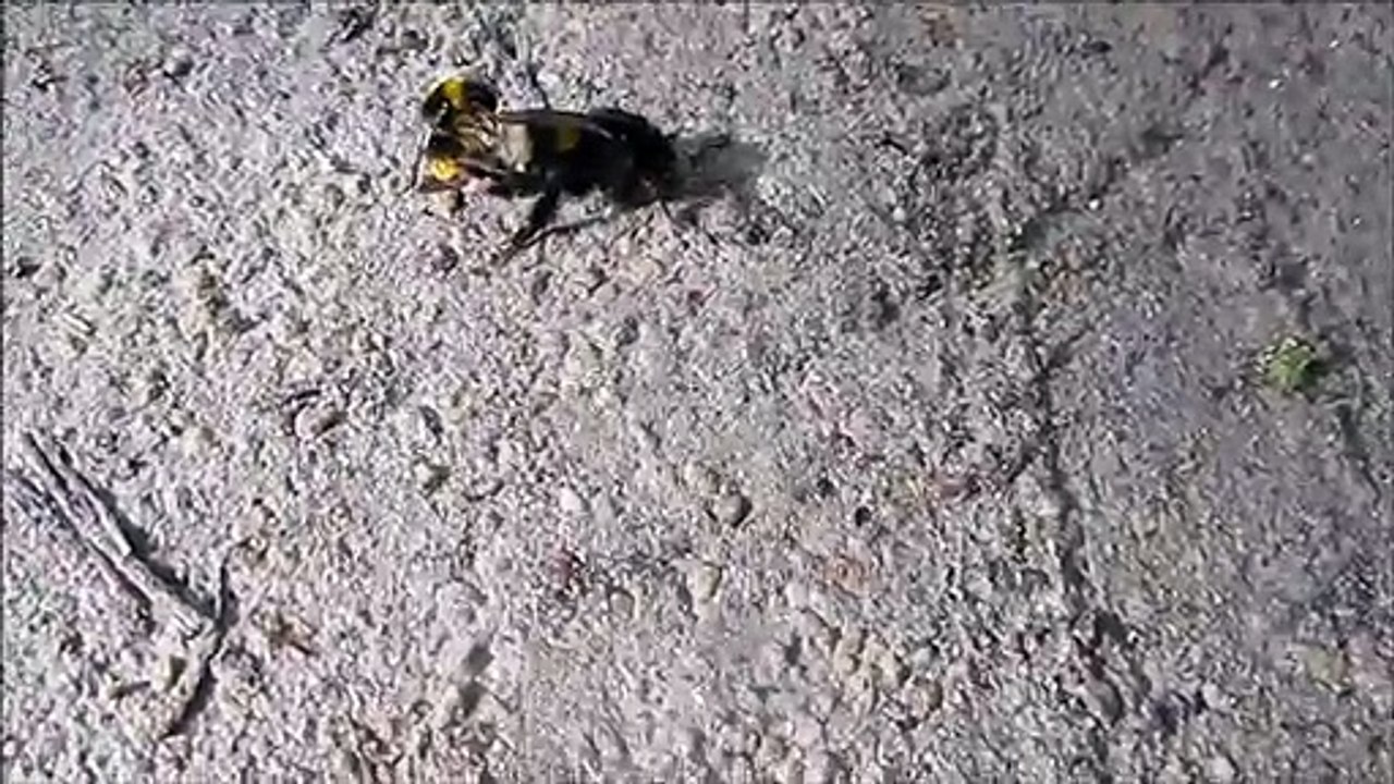 porno for bees