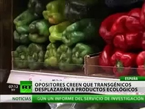 Transgénicos ¿semillas del futuro?