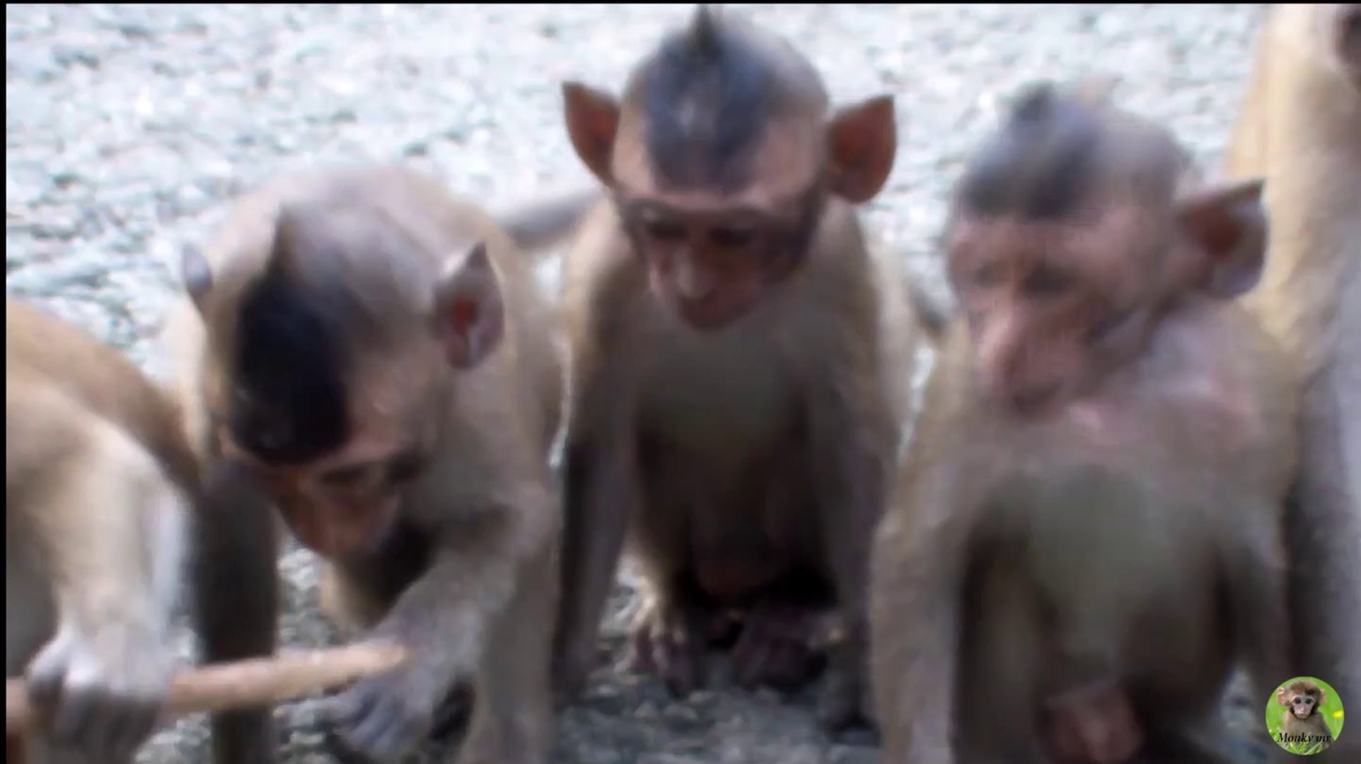 Wild monkey – Monkey eating rice and playing