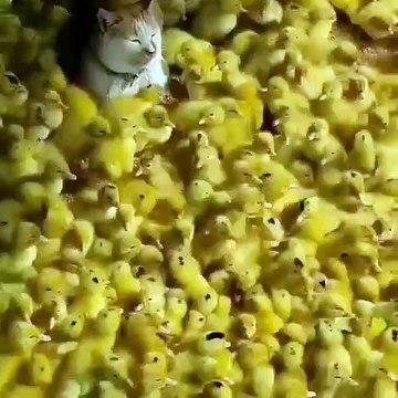 Ce chat dort recouvert de poussin... Pas plus doux comme couette