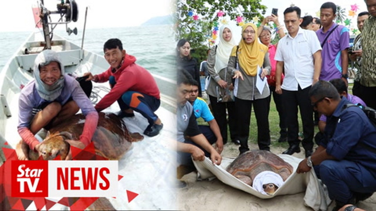Cheers as rescued loggerhead turtle returns to the sea