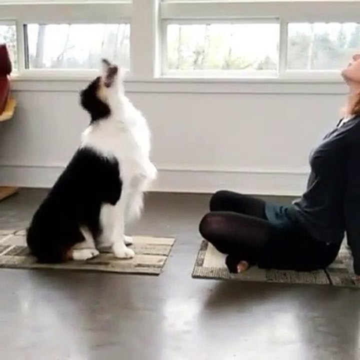 Ce brave touotu et sa maitresse sont en plein cours de yoga. Bizarrement, le gros chien reste très concentré