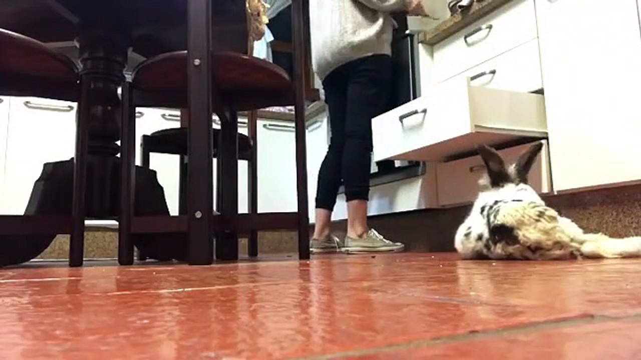 N'ayant aucune mobilité dans ses jambes, elle adore ramper. Voici une lapine bien heureuse.