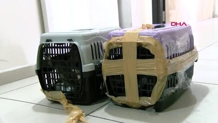 Sosyal medya üzerinden 2 maymun satmaya çalışan şüpheli yakalandı