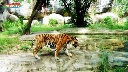 Top 10 loài vật khỏe nhất hành tinh