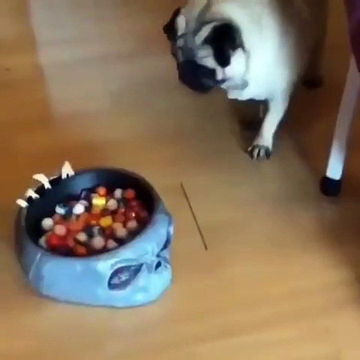 Il fait peur à son chien avec une main de zombie géant. La réaction du chien n'a pas de prix!