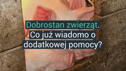 Dobrostan zwierząt. Co już wiadomo o pomocy dla rolników?