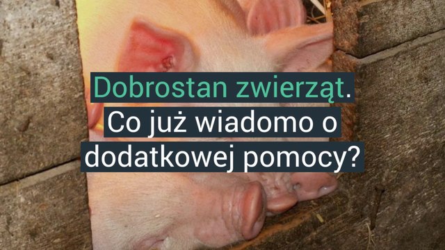 Dobrostan zwierząt. Co już wiadomo o pomocy dla rolników?