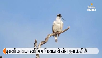वैज्ञानिकों ने खोजी दुनिया की सबसे ऊंची आवाज वाली चिड़िया, मादा को अपनी आवाज से रिझाती है