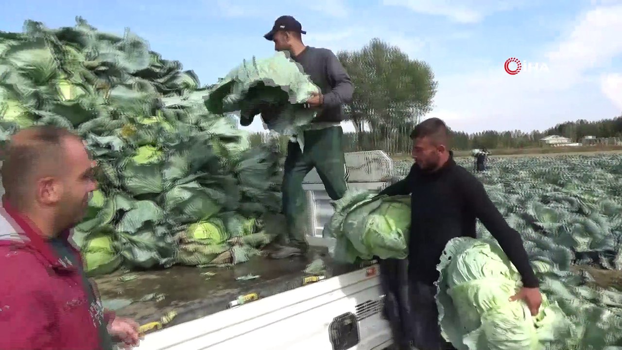 Muş’ta lahana hasadı