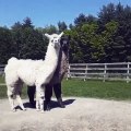 Ces deux la sont inséparables ! Un lama c'est déjà terriblement adorable, mais deux lamas c'est encore plus adorable. Ils n'arrêtent pas de se faire des câlins ! Mignon !