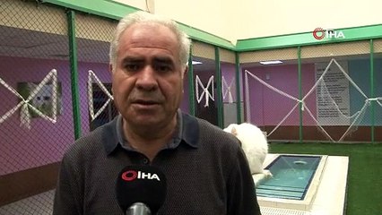 Kardeş Van kedileri İstanbul’da podyuma çıkacak