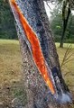 So Fain on Twitter- -A look inside a tree that has been struck by lightning. r