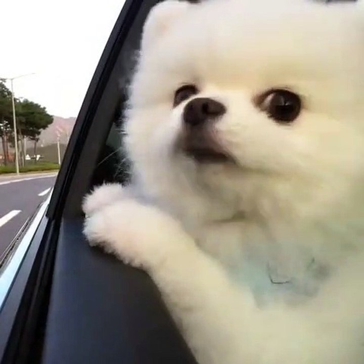 Ce chien adore le vent ! Et en voiture, il ne boude pas son plaisir