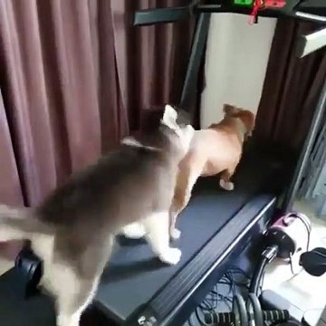 Lorsque deux chiens font du tapis roulant, à chacun sa méthode MDR