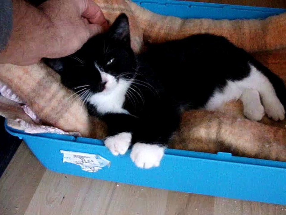 Moise chaton 2 Mois à cherche une famille (Région Hauts de France)