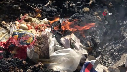 Hamile kaplumbağa alevlerden kaçabildi, ezilmekten kurtulamadı