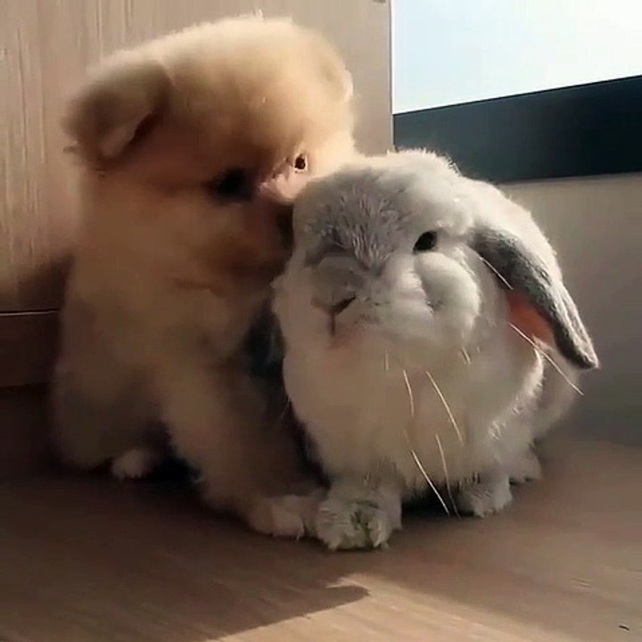Copains comme chien et lapin meilleurs amis pour la vie !