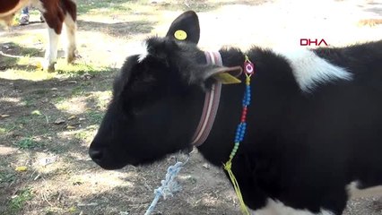 Niğde'de 'en güzel buzağı' yarışması