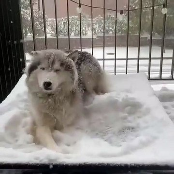 Le moins que l’on puisse dire, c’est que ce chien n’a pas peur de plonger dans la neige. Il en est raide dingue !