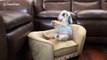 Amusing US dog sits like human on couch eating carrots