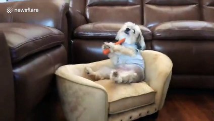 Amusing US dog sits like human on couch eating carrots