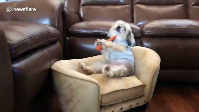 Amusing US dog sits like human on couch eating carrots