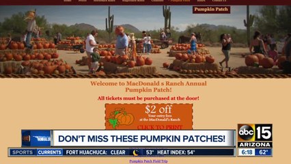 Lots of pumpkin patches around town!