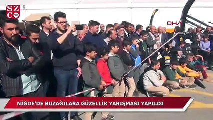 Niğde'de 'en güzel buzağı' yarışması