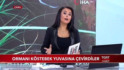Ormanı Köstebek Yuvasına Çevirdiler