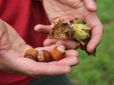 What Are Hybrid Hazelnuts, and Why Are Chefs Obsessed with Them?