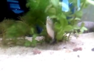 Piranhas mourrant