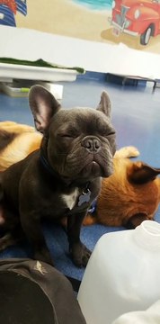 Sleepy Puppy Struggles to Stay Awake