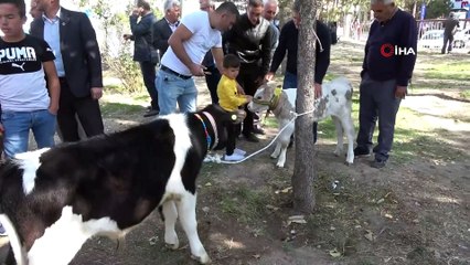 Niğde’de buzağı yarışması düzenlendi