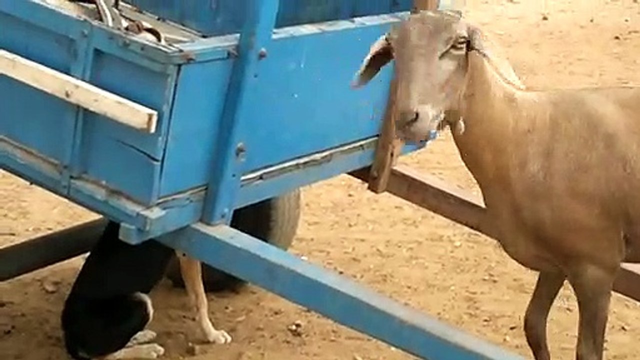 Who's Herding Whom?