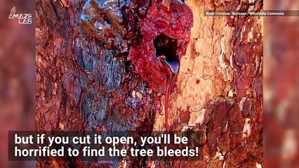 Creepy Trees in Australia 'Bleed' When They're Cut Open
