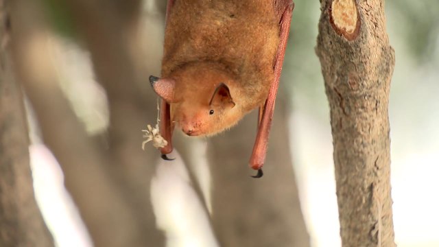 홍성서 멸종 위기 천연기념물 '황금박쥐' 발견 / YTN