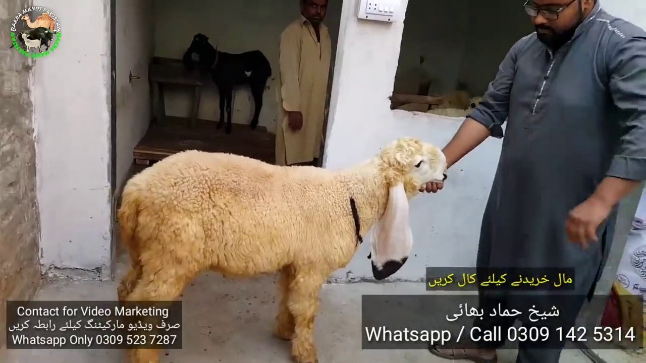 HAMMAD K KAJLAY - UB KHAREDO HAMMAD SE KAJLAY - BAKRA MANDI PAKISTAN