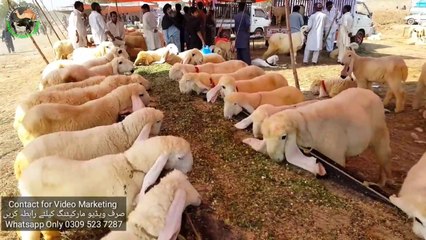 KAJLA CHATRA KA ALAG HI SHOOK HA