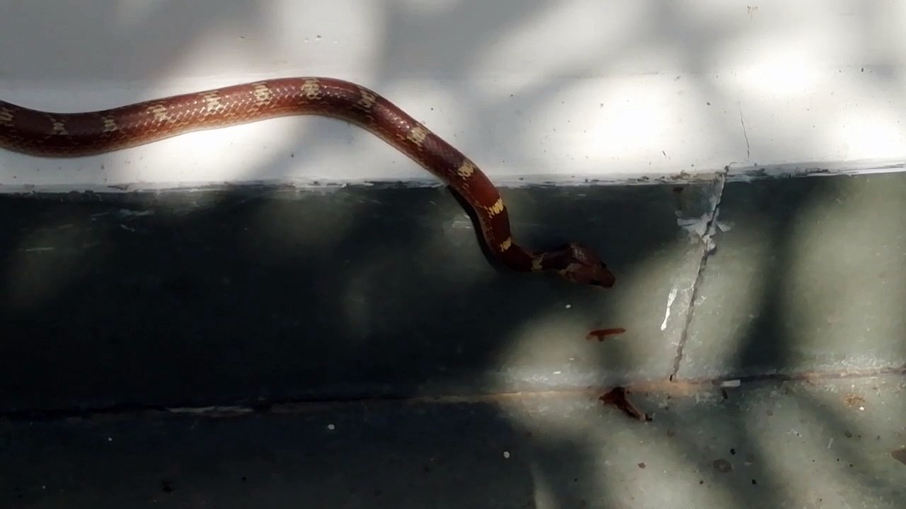 Common wolf non venomous snake