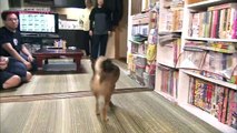 Japanology Plus - Japanese Dog Breeds
